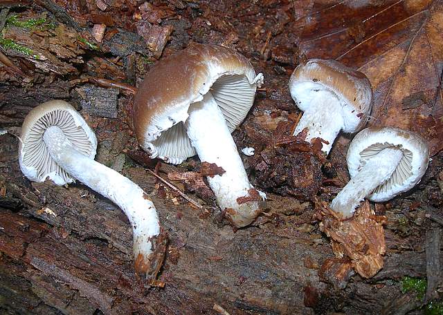 Psathyrella  spintrigeroides      P.D.Orton